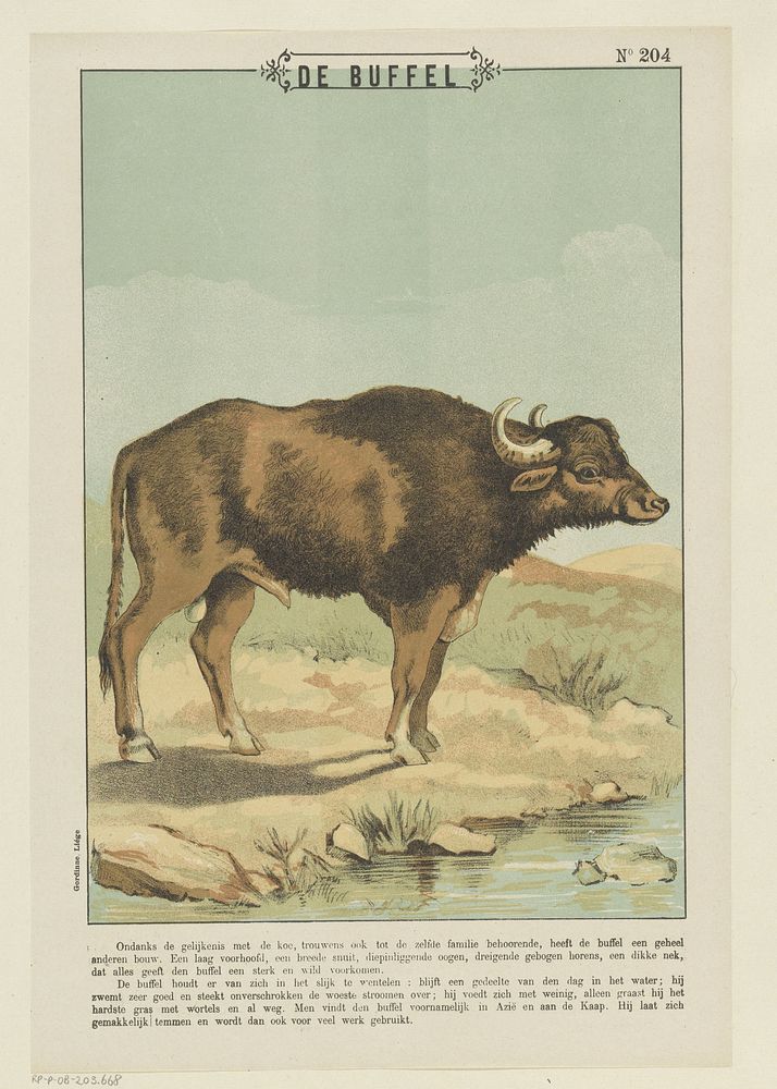 De buffel (1894 - 1959) by Gordinne and anonymous