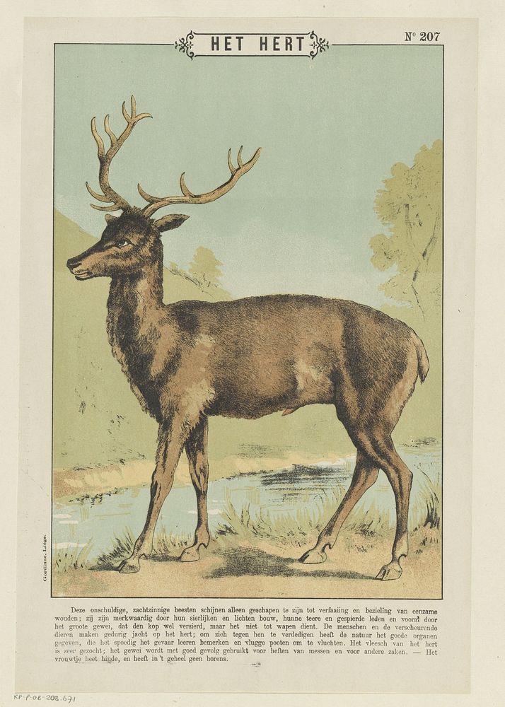 Het hert (1894 - 1959) by Gordinne and anonymous