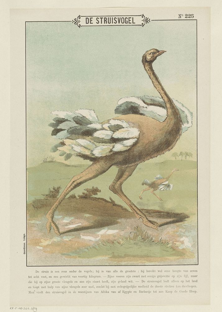 De struisvogel (1894 - 1959) by Gordinne and anonymous
