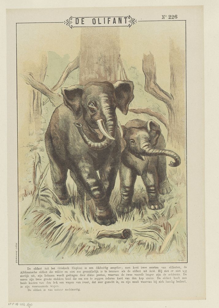 De olifant (1894 - 1959) by Gordinne and anonymous