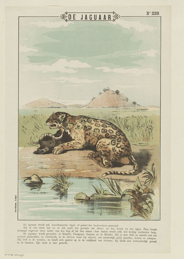 De jaguaar (1894 - 1959) by Gordinne and anonymous