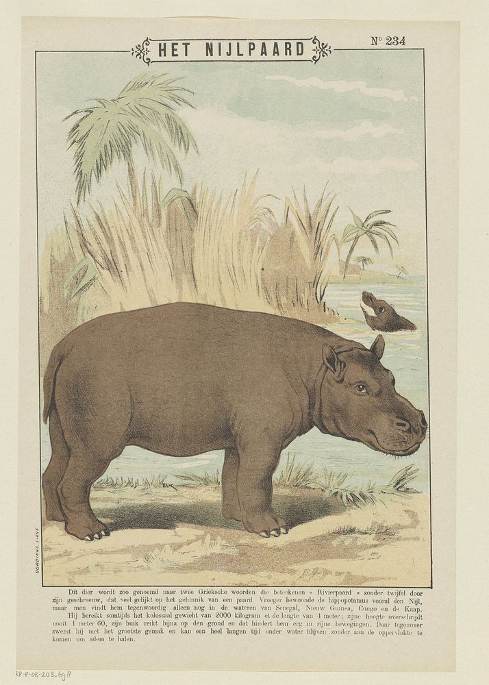 Het nijlpaard (1894 - 1959) by Gordinne and anonymous