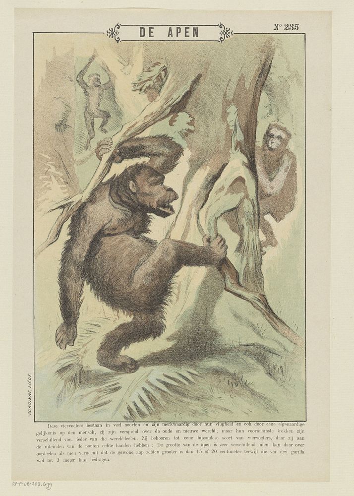 De apen (1894 - 1959) by Gordinne and anonymous