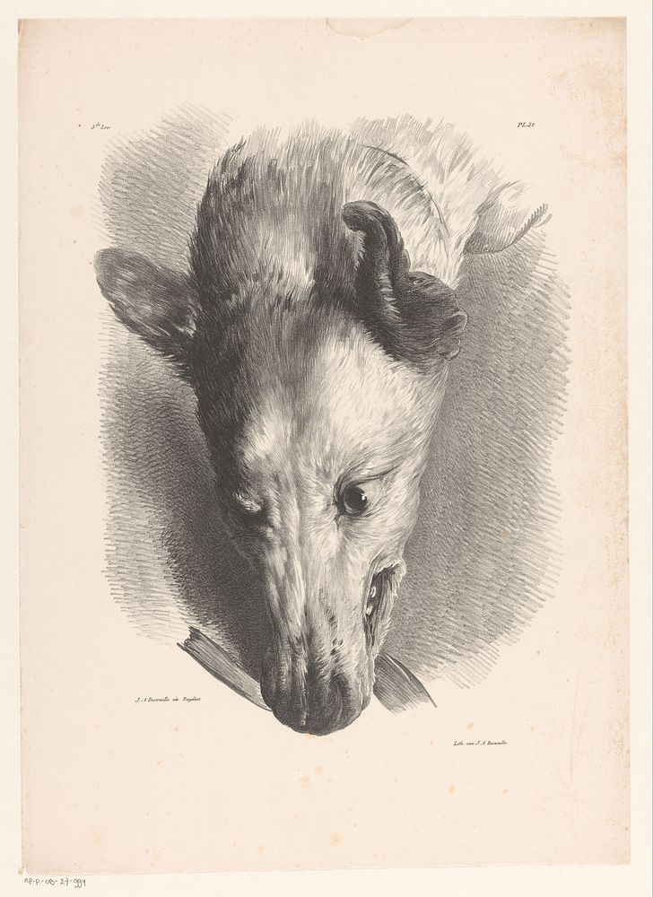 Hondekop naar beneden gericht (1820 - 1833) by Jean Augustin Daiwaille, Frans Snijders and Jean Augustin Daiwaille