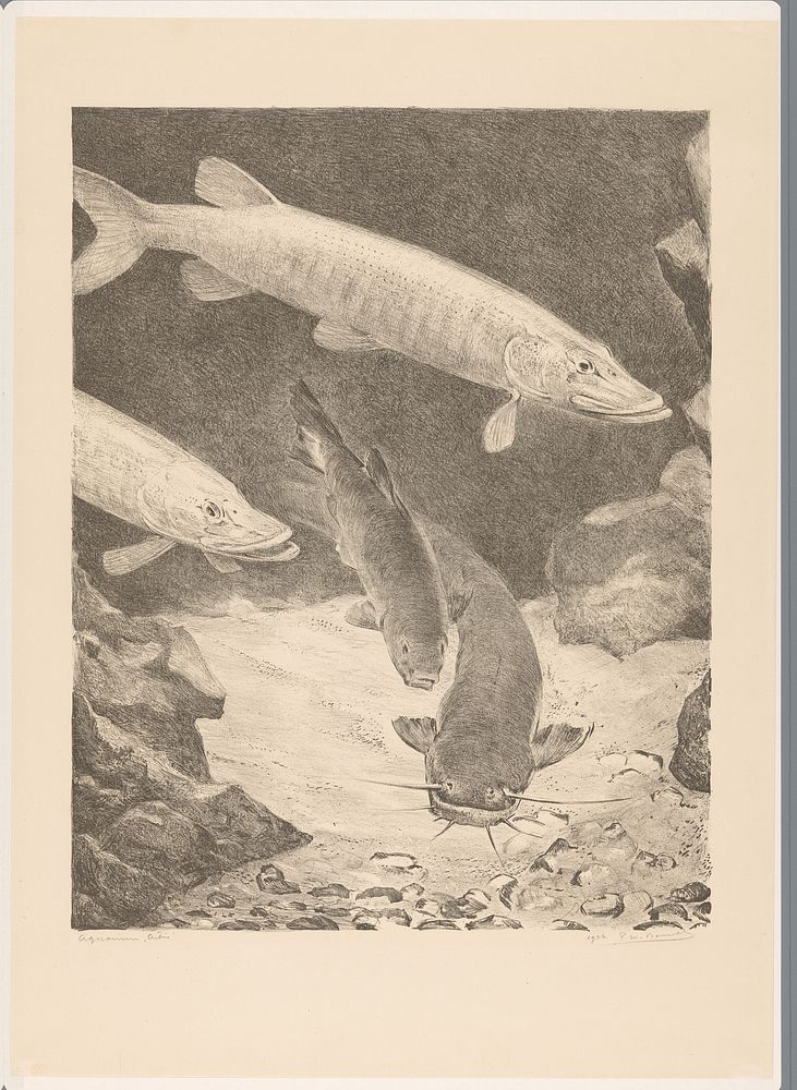Aquarium Artis 1936 Pieter Willem Free Photo Illustration Rawpixel Aquarium Artis 1936 Pieter Willem Free Photo Illustration Rawpixel