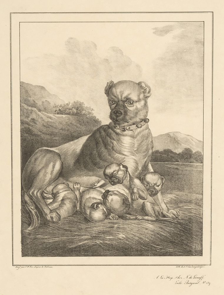 Hond met haar puppy's (1830 - 1846) by Joannes Willem Vos, Joannes Willem Vos, A P van Langenhuijsen and N de Graaff