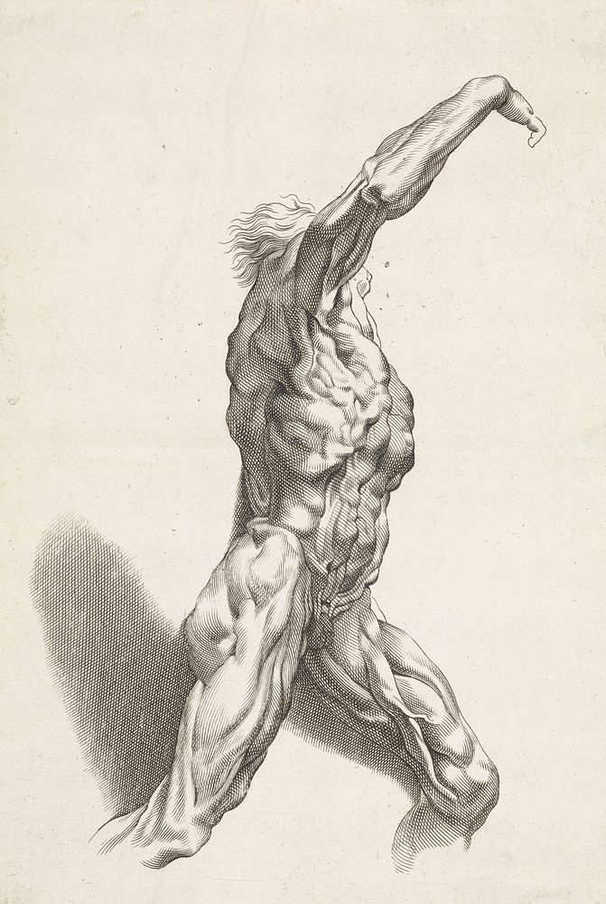Anatomische studie van een man (1616 - 1657) by Paulus Pontius and Peter Paul Rubens