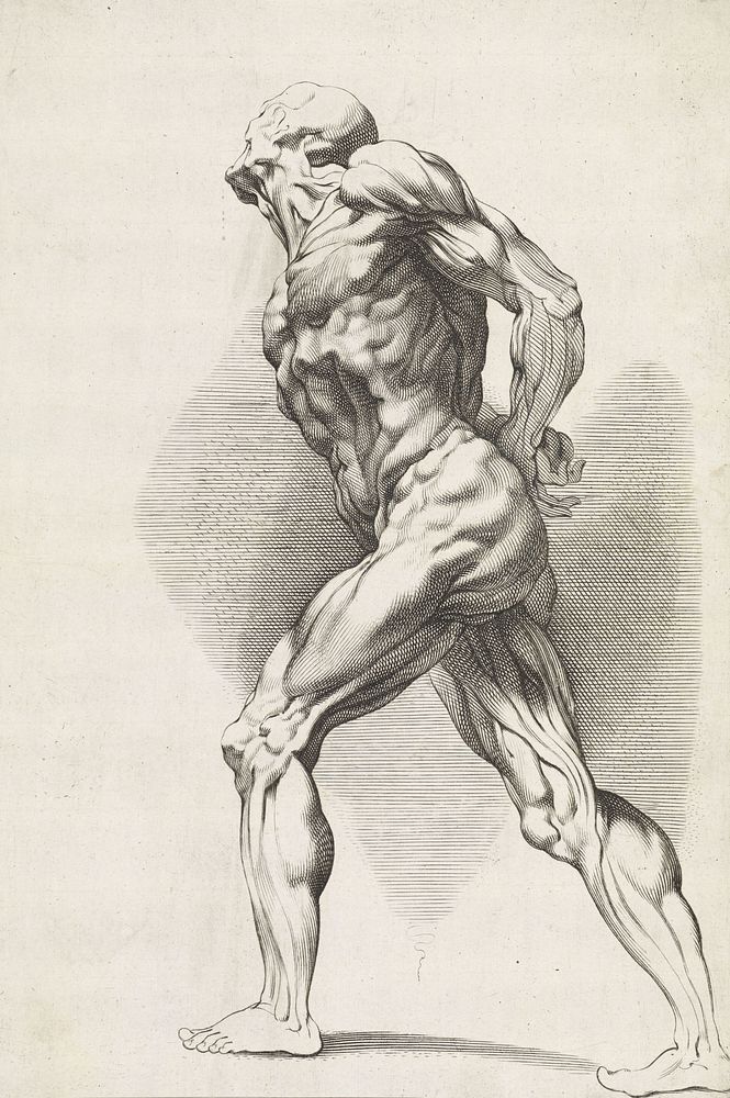 Anatomische studie van een staande man (1616 - 1657) by Paulus Pontius and Peter Paul Rubens