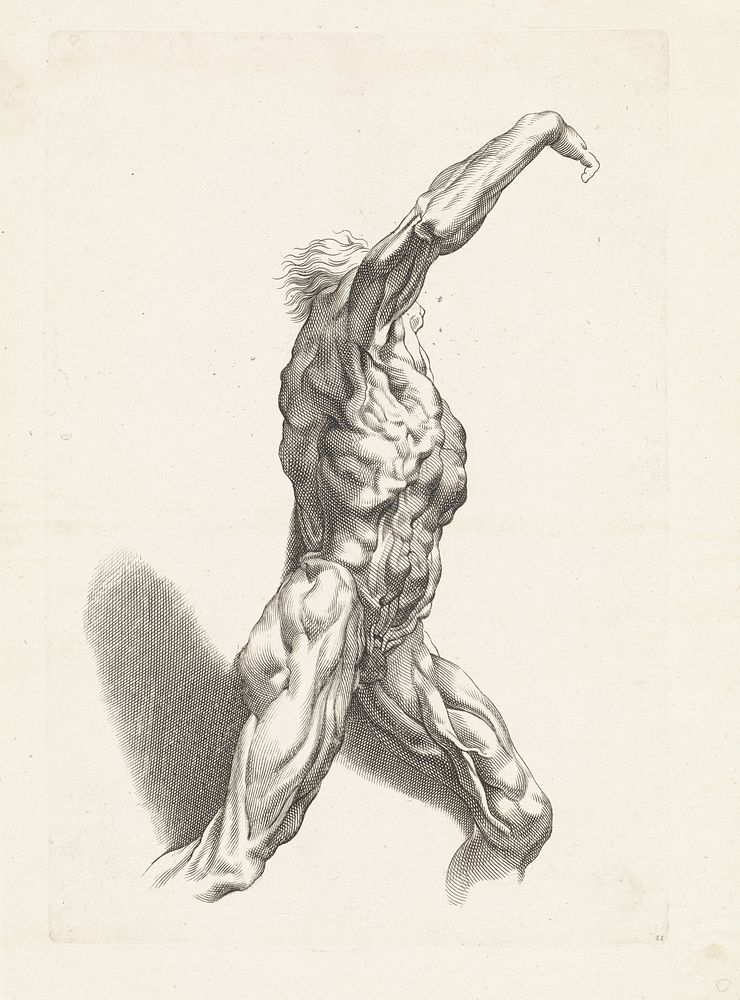 Anatomische studie van een man (1616 - 1657) by Paulus Pontius and Peter Paul Rubens