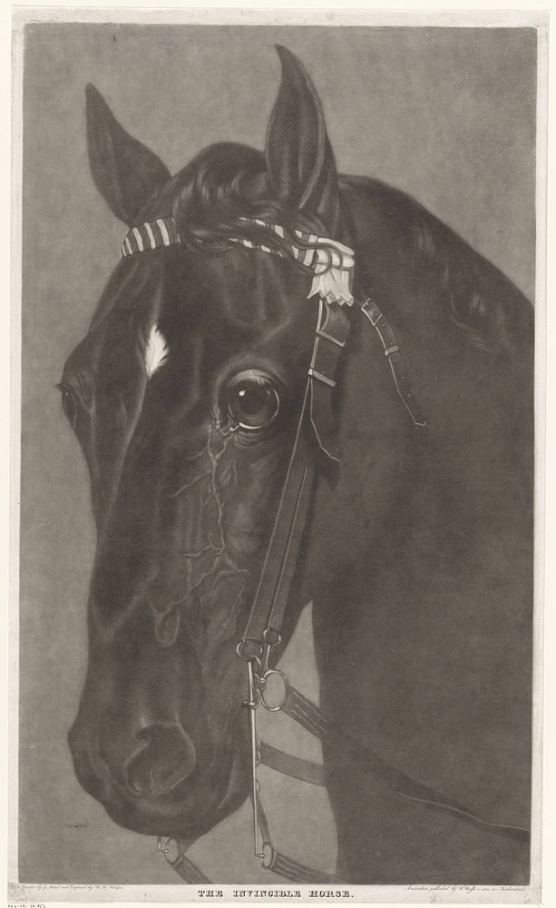 Kop van een paard met een hoofdstel (1796 - 1821) by James Newman Hodges, Guy Head and Frans Buffa en Zonen