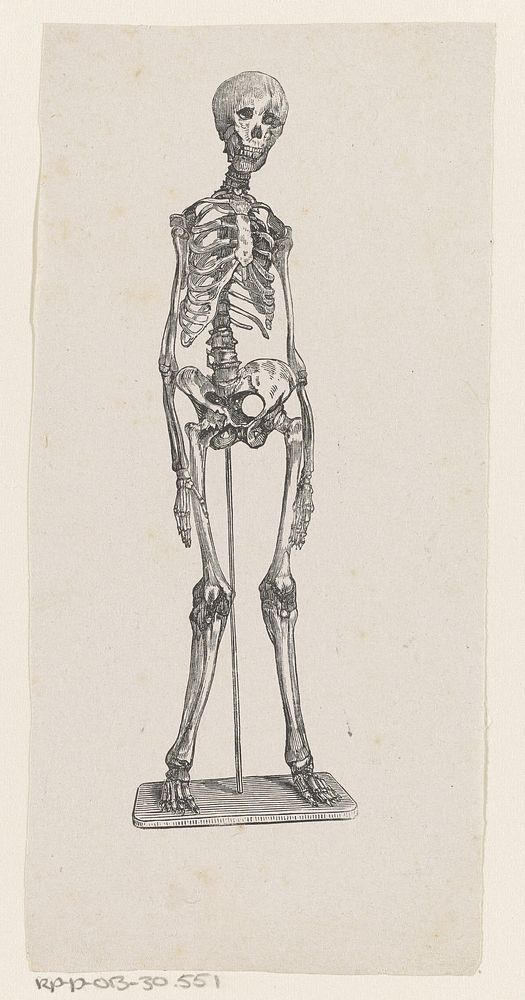 Menselijk skelet (1836 - 1912) by Isaac Weissenbruch