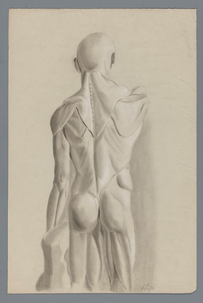 Anatomisch gipsmodel, op de rug gezien (c. 1800 - c. 1900) by Alexander Cranendoncq