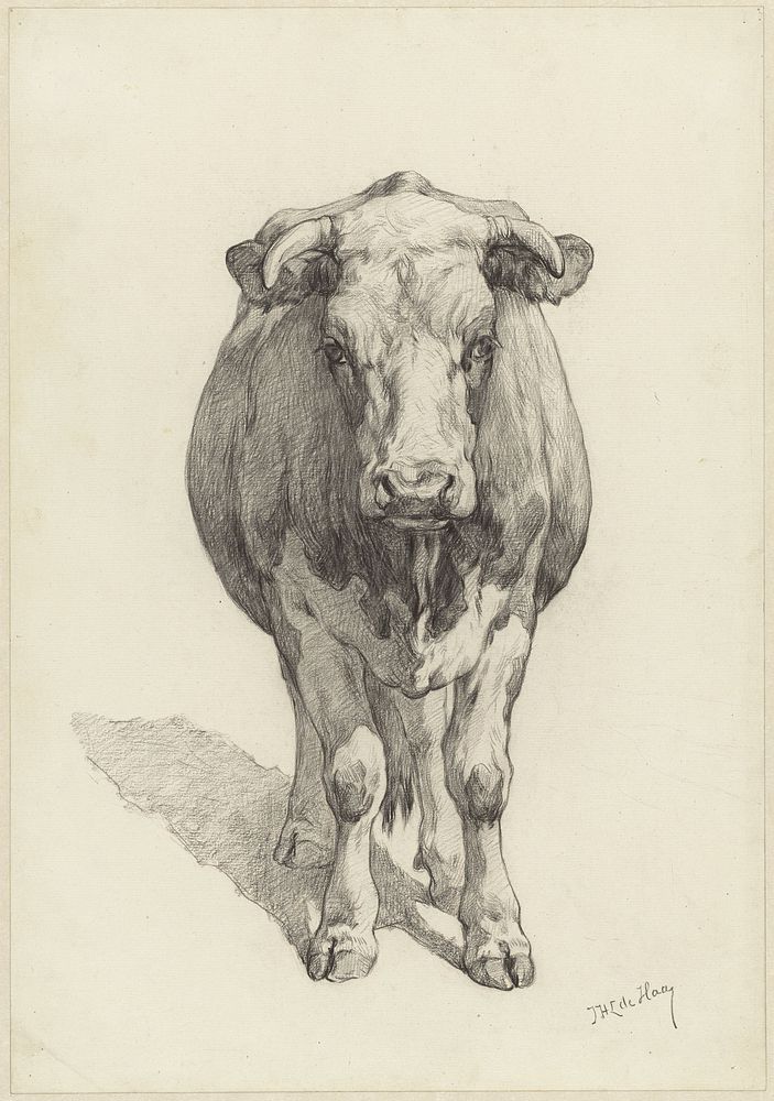 Staand rund, van voren gezien (1842 - 1883) by Johannes Hubertus Leonardus de Haas