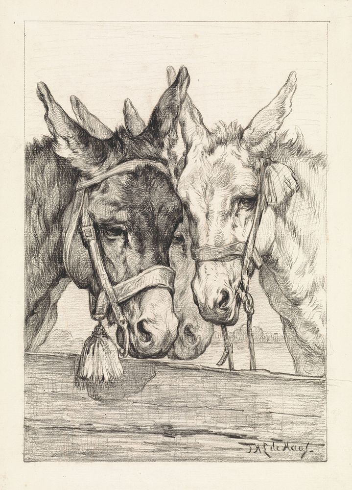 Drie ezels achter een schutting (1842 - 1883) by Johannes Hubertus Leonardus de Haas