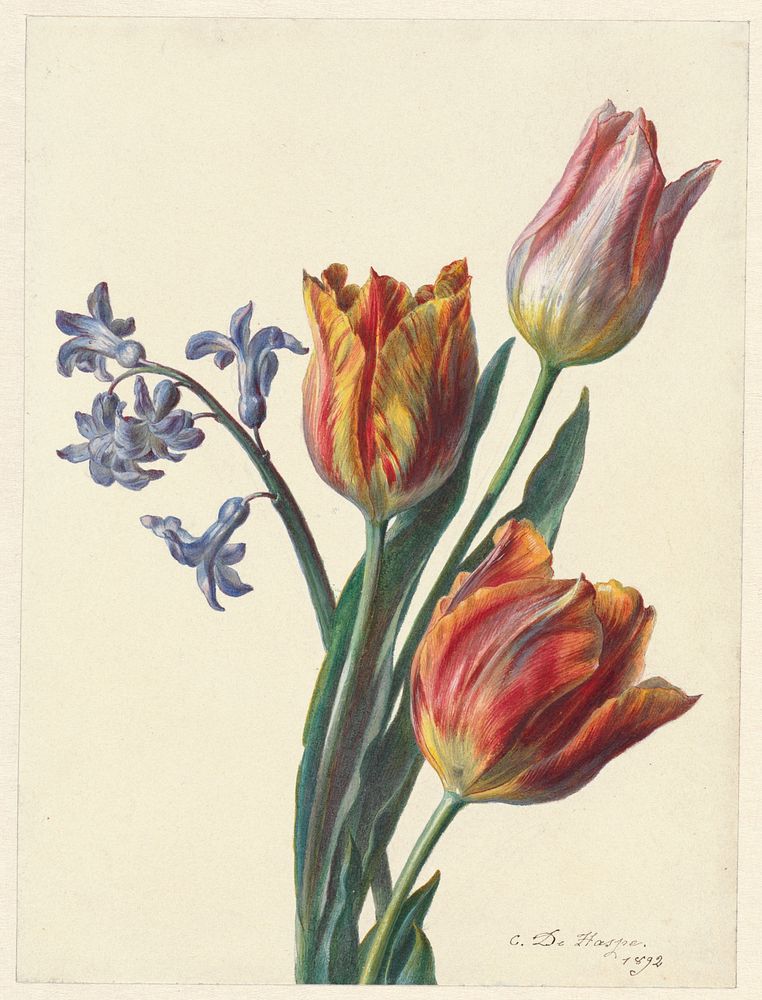 Drie tulpen en een takje hyacint (1892) by C de Haspe