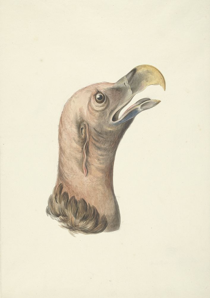 Kop van een Oorgier (Otogyps auricularis Daud) (1763 - 1824) by François Levaillant
