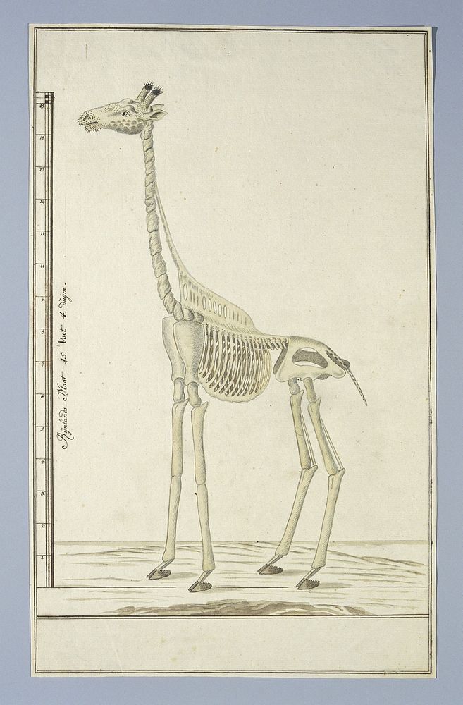 Giraffa camelopardalis (Giraffe), skeleton (1779) by Robert Jacob Gordon