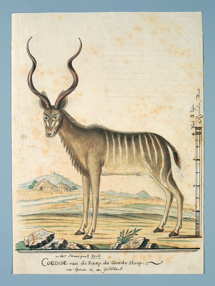 Tragelaphus strepsiceros (Greater kudu) (1777 - 1778) by Robert Jacob Gordon