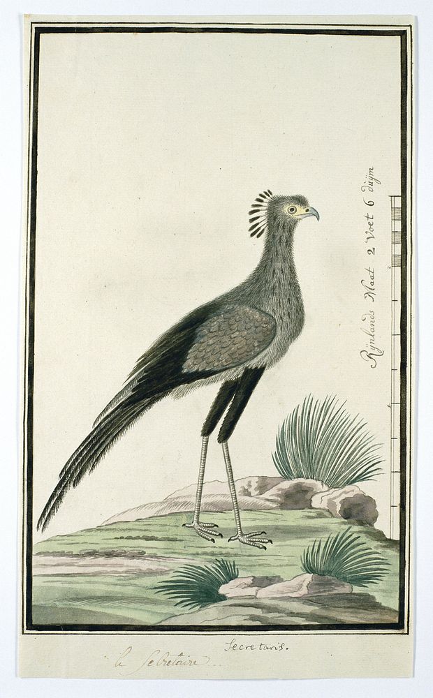 Sagittarius serpentarius (Secretary bird) (1777 - 1786) by Robert Jacob Gordon