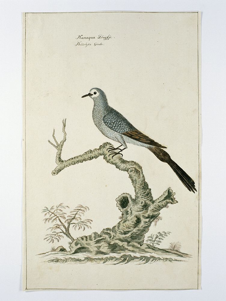 Oena capensis (Namaqua dove) (c. 1778) by Robert Jacob Gordon