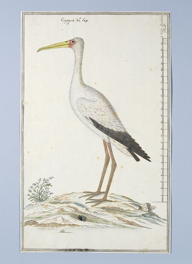 Mycteria ibis (Yellow-billed stork or Wood stork) (c. 1778) by Robert Jacob Gordon