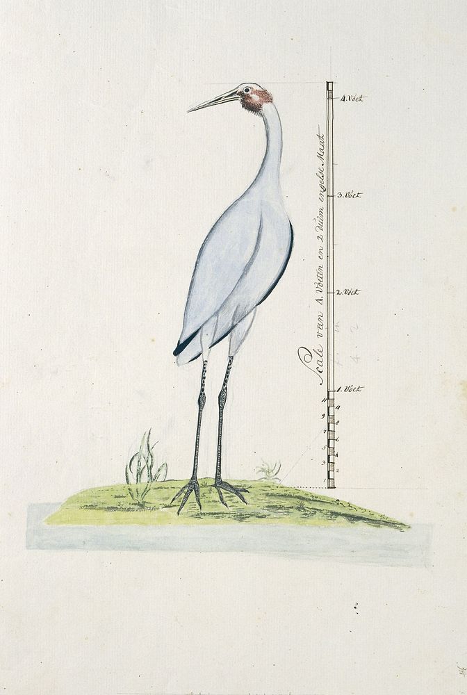 Antigone rubicunda (Brolga, or Australian Crane) (1770 - 1780) by George Raper