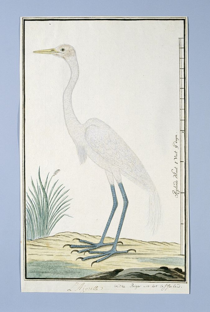 Ardea alba (Great egret) (1777 - 1786) by Robert Jacob Gordon