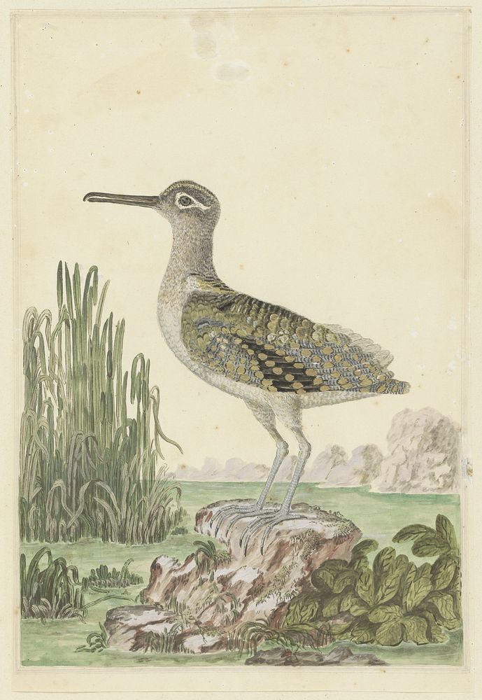 Rostratula benghalensis (Greater painted-snipe) (1777 - 1786) by Robert Jacob Gordon
