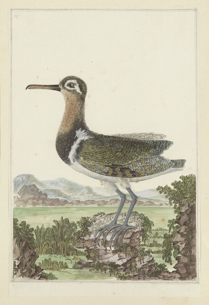 Rostratula benghalensis (Greater painted-snipe) (1777 - 1786) by Robert Jacob Gordon