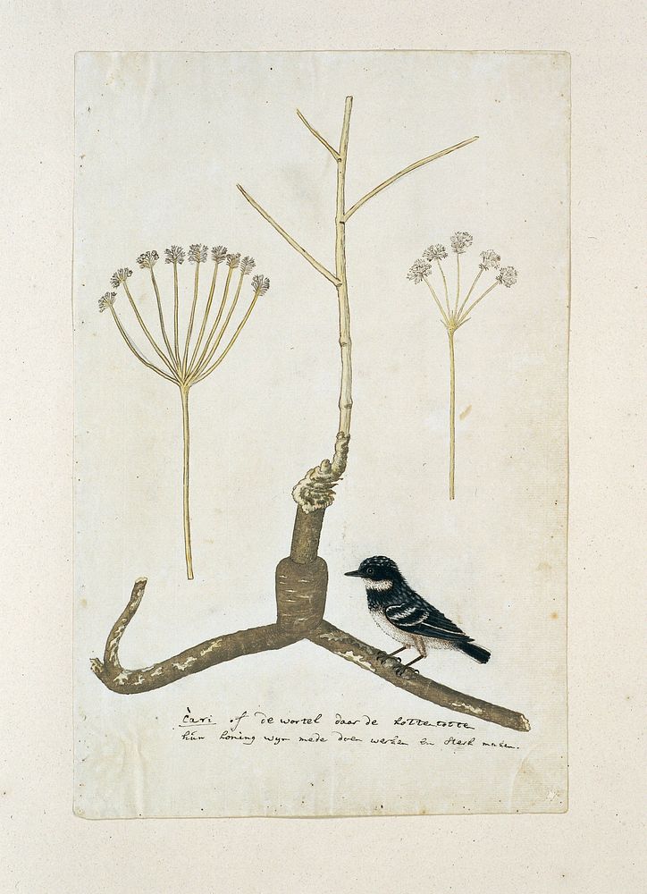 Apiacea or Umbeliffera (1777 - 1786) by Robert Jacob Gordon