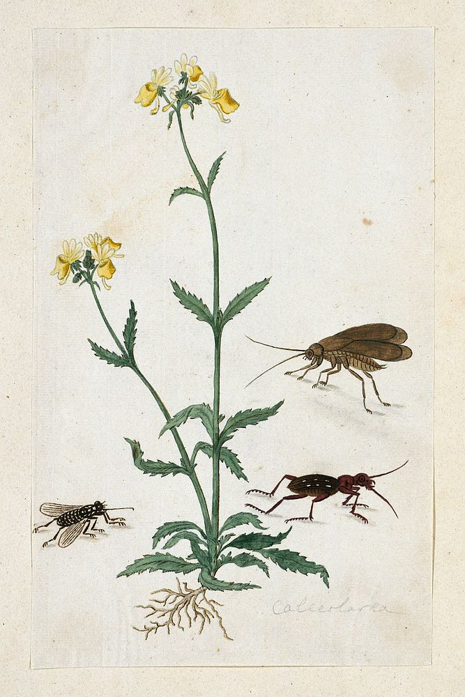 Calceolaria with three insects (Slipperwort) (1777 - 1786) by Robert Jacob Gordon