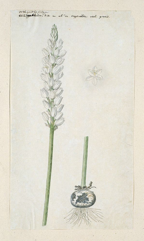 Ornithogalum conicum Jacq. (1778 - 1786) by Robert Jacob Gordon