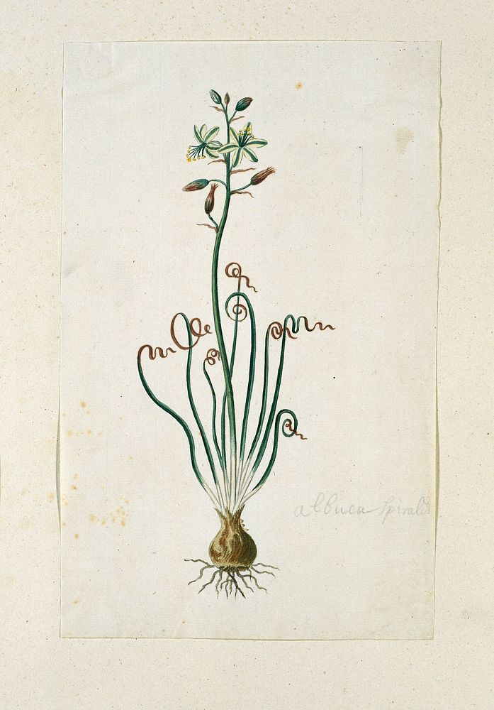 Ornithogalum polyphyllum Jacq (1777 - 1786) by Robert Jacob Gordon