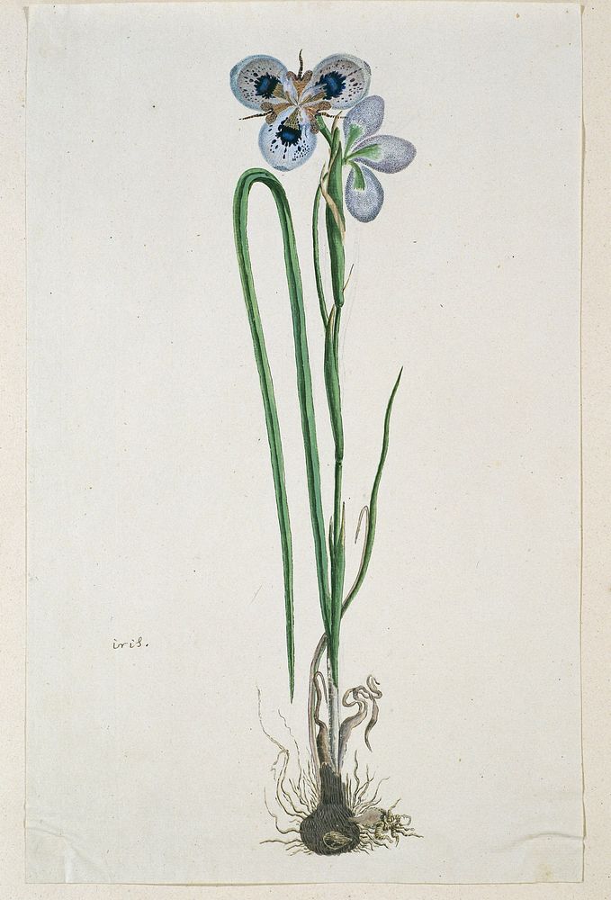 Moraea aristata (D. Delaroche) Aschers & Graebn. (Blue-eyed uintjie) (1777 - 1786) by Robert Jacob Gordon