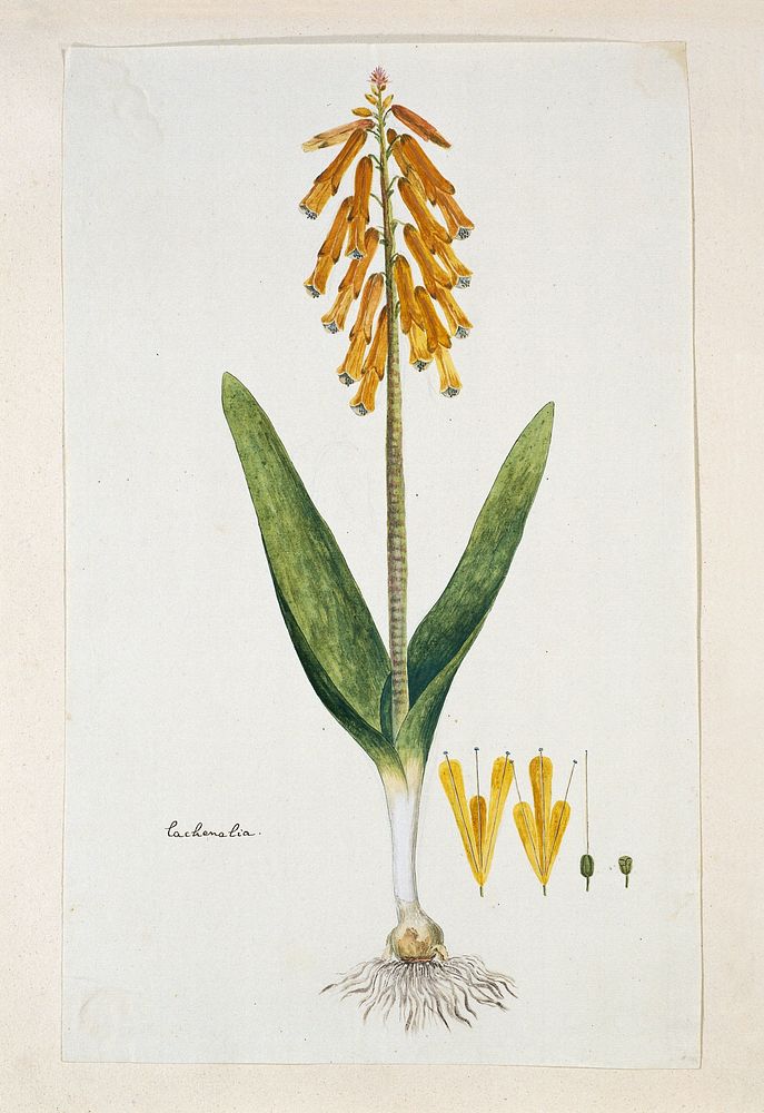 Lachenalia aloides (L.f.) Engl. var. aurea (Opal flower) (1777 - 1786) by Robert Jacob Gordon