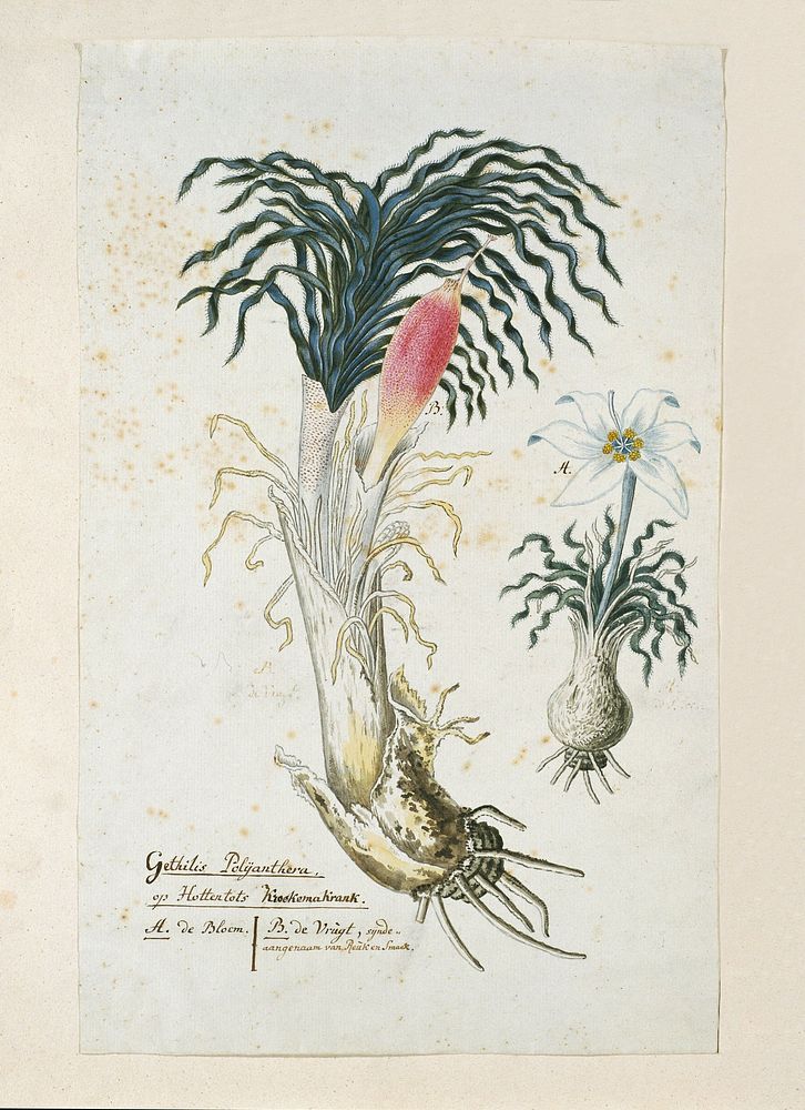Gethyllis ciliaris (Koekemakranka) (1777 - 1786) by Robert Jacob Gordon