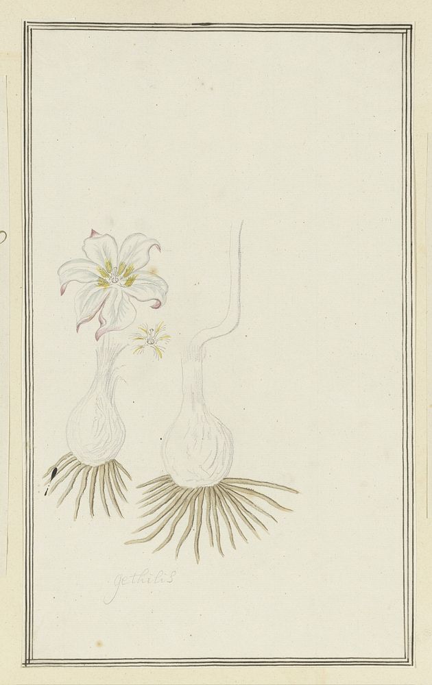 Gethyllis sp. (Kukumakranka) (1777 - 1786) by Robert Jacob Gordon