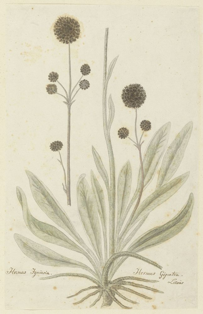 Hermas igniaria of Hermas gigantea (Tontelblaar) (1777 - 1786) by Robert Jacob Gordon