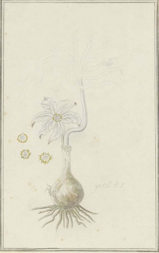 Gethyllis britteniana Baker (Kukumakranka) (1777 - 1786) by Robert Jacob Gordon