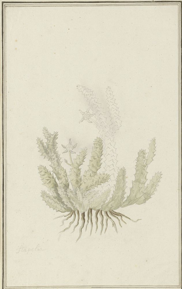 Duvalia caespitosa (Masson) Haw (Milkweed) (1777 - 1786) by Robert Jacob Gordon