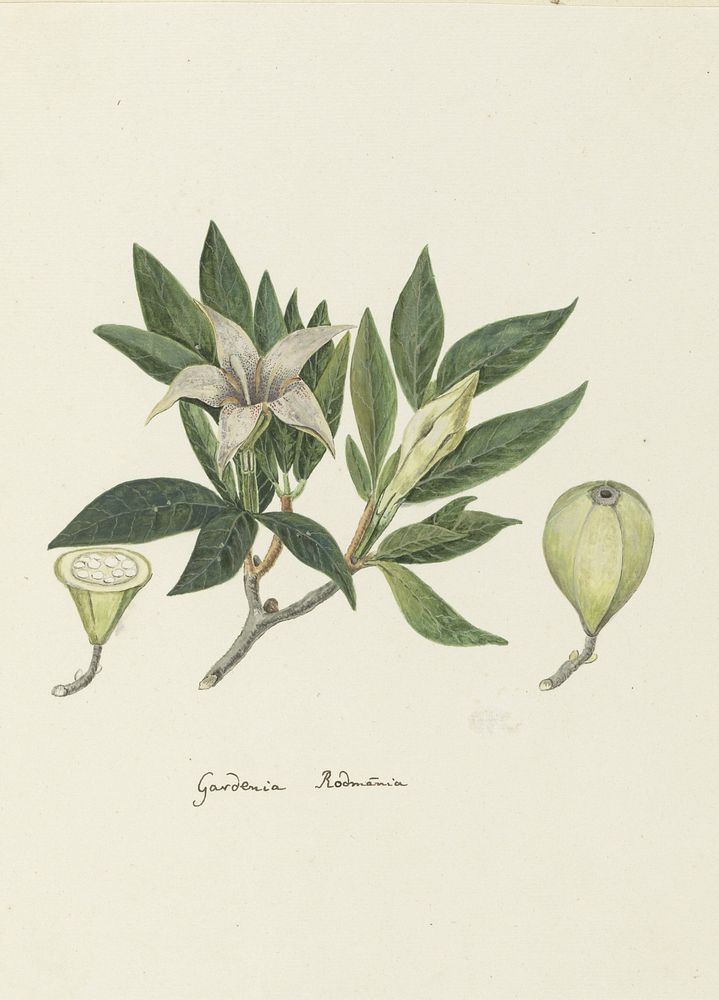 Rothmannia capensis Thunb, formerly gardenia capensis Druce (Wild Gardenia or common Rothmannia) (1777 - 1786) by Robert…