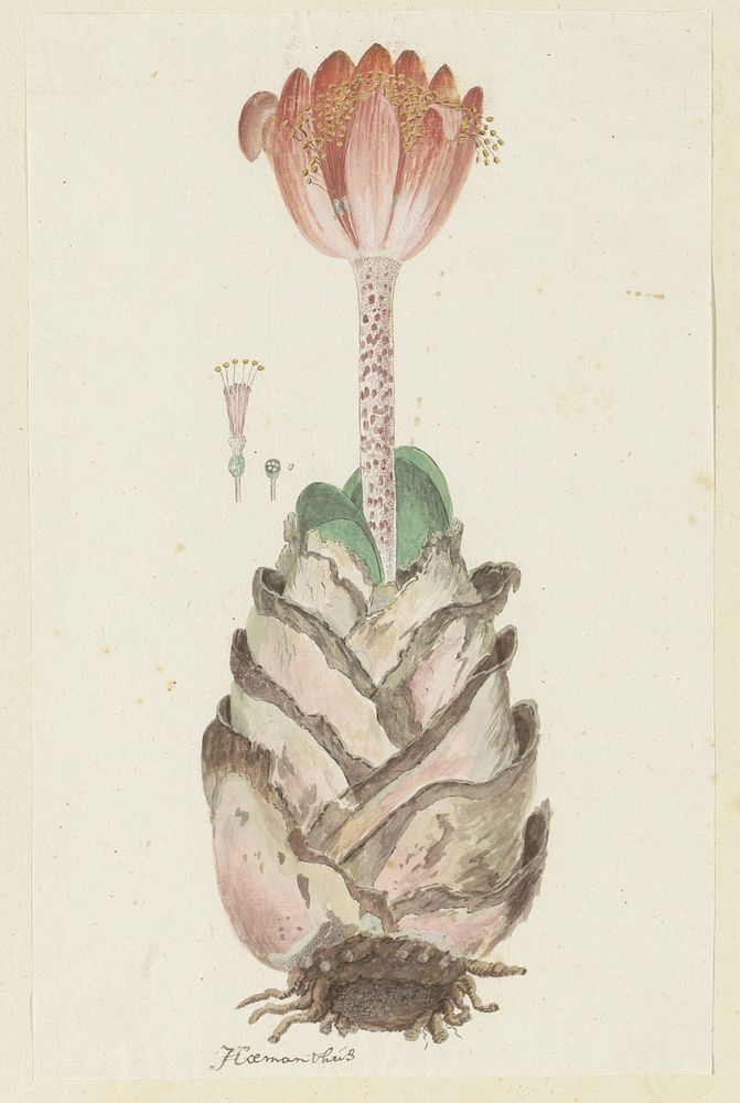 Haemanthus coccineus L. (Blood flower; Bloedblom) (1777 - 1786) by Robert Jacob Gordon