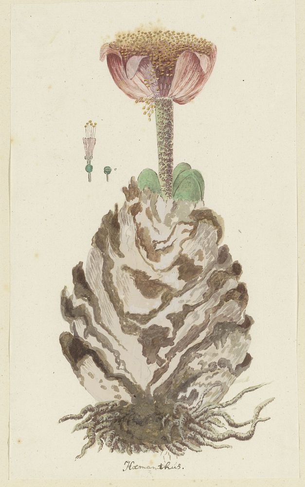 Haemanthus coccineus L. (Blood flower; Bloedblom) (1777 - 1786) by Robert Jacob Gordon