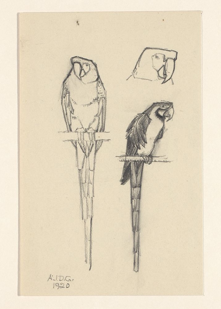 Papegaaien (1920) by Julie de Graag
