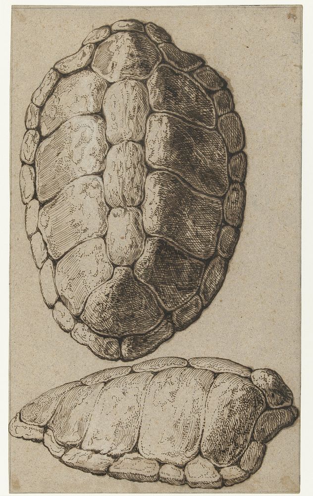 Study of a shell of a tortoise (c. 1616) by Jacques de Gheyn III and Jacques de Gheyn II