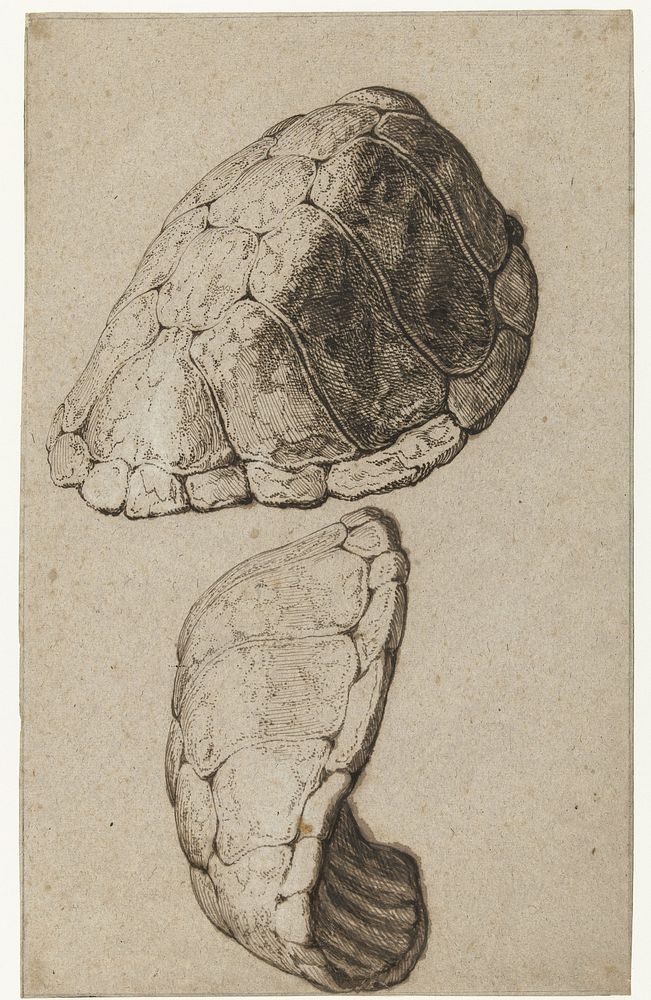 Study of a shell of a tortoise (c. 1615) by Jacques de Gheyn III and Jacques de Gheyn II