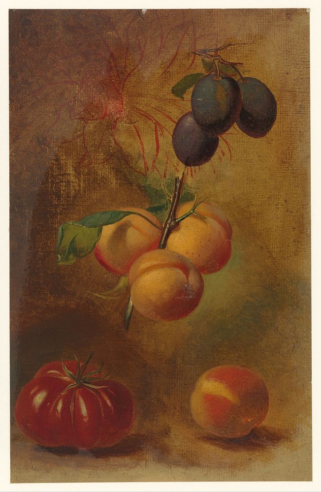 Stilleven met pruimen, abrikozen en tomaat (1824 - 1900) by Albertus Steenbergen