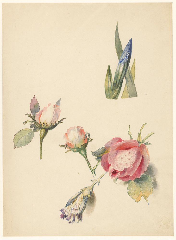 Studieblad met drie rozen en een iris (1824 - 1900) by Albertus Steenbergen