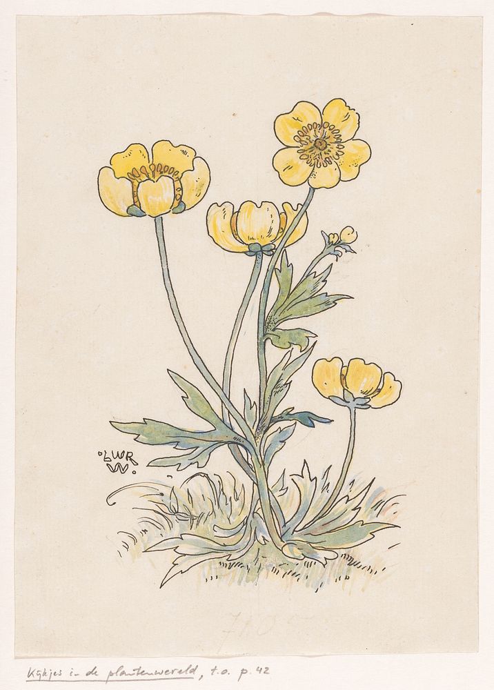 Boterbloemen (in or before 1893) by Willem Wenckebach