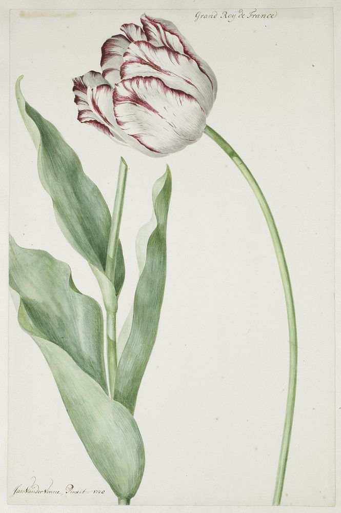 Tulip Grand Roy de France (1728) by Jan Laurensz van der Vinne and Jan Vincentsz van der Vinne